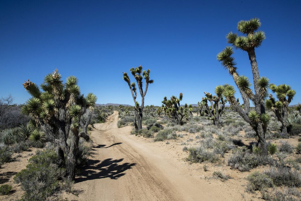Unleash Your Adventure: Exploring California's Best Off-Roading Trails